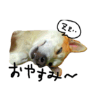 ゆる犬ふく（個別スタンプ：9）