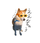 ゆる犬ふく（個別スタンプ：11）