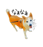 ゆる犬ふく（個別スタンプ：13）