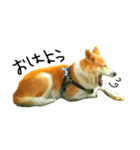 ゆる犬ふく（個別スタンプ：14）