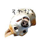 ゆる犬ふく（個別スタンプ：15）