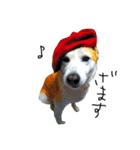 ゆる犬ふく（個別スタンプ：16）