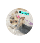 うちの子☆ヨーキー（個別スタンプ：3）