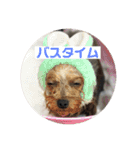 うちの子☆ヨーキー（個別スタンプ：15）