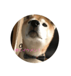 柴犬ポチくん _1（個別スタンプ：1）