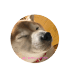 柴犬ポチくん _1（個別スタンプ：2）