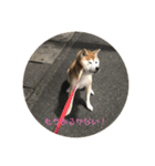 柴犬ポチくん _1（個別スタンプ：3）