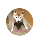柴犬ポチくん _1（個別スタンプ：4）