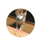 柴犬ポチくん _1（個別スタンプ：7）