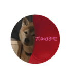 柴犬ポチくん _1（個別スタンプ：8）