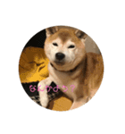 柴犬ポチくん _1（個別スタンプ：9）