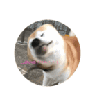 柴犬ポチくん _1（個別スタンプ：10）