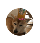 柴犬ポチくん _1（個別スタンプ：11）