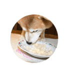 柴犬ポチくん _1（個別スタンプ：12）