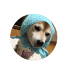 柴犬ポチくん _1（個別スタンプ：13）