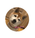 柴犬ポチくん _1（個別スタンプ：14）