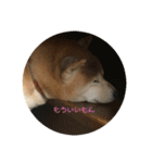 柴犬ポチくん _1（個別スタンプ：15）