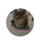 柴犬ポチくん _1（個別スタンプ：16）