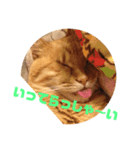 茶色のご挨拶（個別スタンプ：2）