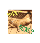 茶色のご挨拶（個別スタンプ：5）