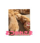 茶色のご挨拶（個別スタンプ：7）