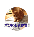 茶色のご挨拶（個別スタンプ：13）