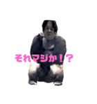 力こぶ第三段（個別スタンプ：3）