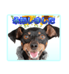 ミニチュアピンシャーの日常会話（個別スタンプ：3）