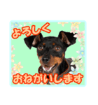 ミニチュアピンシャーの日常会話（個別スタンプ：4）