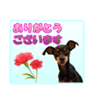 ミニチュアピンシャーの日常会話（個別スタンプ：5）