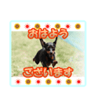 ミニチュアピンシャーの日常会話（個別スタンプ：6）