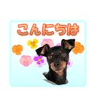 ミニチュアピンシャーの日常会話（個別スタンプ：7）