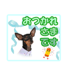 ミニチュアピンシャーの日常会話（個別スタンプ：8）