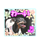ミニチュアピンシャーの日常会話（個別スタンプ：10）