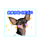 ミニチュアピンシャーの日常会話（個別スタンプ：11）