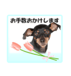 ミニチュアピンシャーの日常会話（個別スタンプ：13）