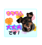 ミニチュアピンシャーの日常会話（個別スタンプ：15）