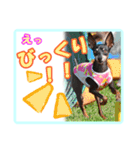 ミニチュアピンシャーの日常会話（個別スタンプ：16）