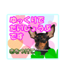 ミニチュアピンシャーの日常会話（個別スタンプ：17）