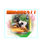 ミニチュアピンシャーの日常会話（個別スタンプ：21）
