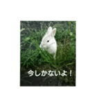 おさんぽ萌えウサギ（個別スタンプ：2）
