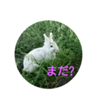 おさんぽ萌えウサギ（個別スタンプ：4）