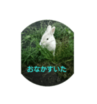 おさんぽ萌えウサギ（個別スタンプ：5）