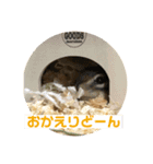 シマリス どんぐり（個別スタンプ：2）