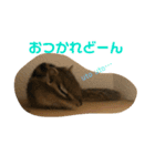 シマリス どんぐり（個別スタンプ：3）