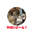 シマリス どんぐり（個別スタンプ：5）