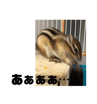 シマリス どんぐり（個別スタンプ：7）