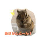 シマリス どんぐり（個別スタンプ：8）