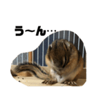 シマリス どんぐり（個別スタンプ：13）