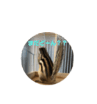 シマリス どんぐり（個別スタンプ：14）